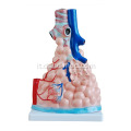 Modello alveolare polmonare ingrandito